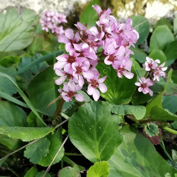 Des images de diff�rentes plantes